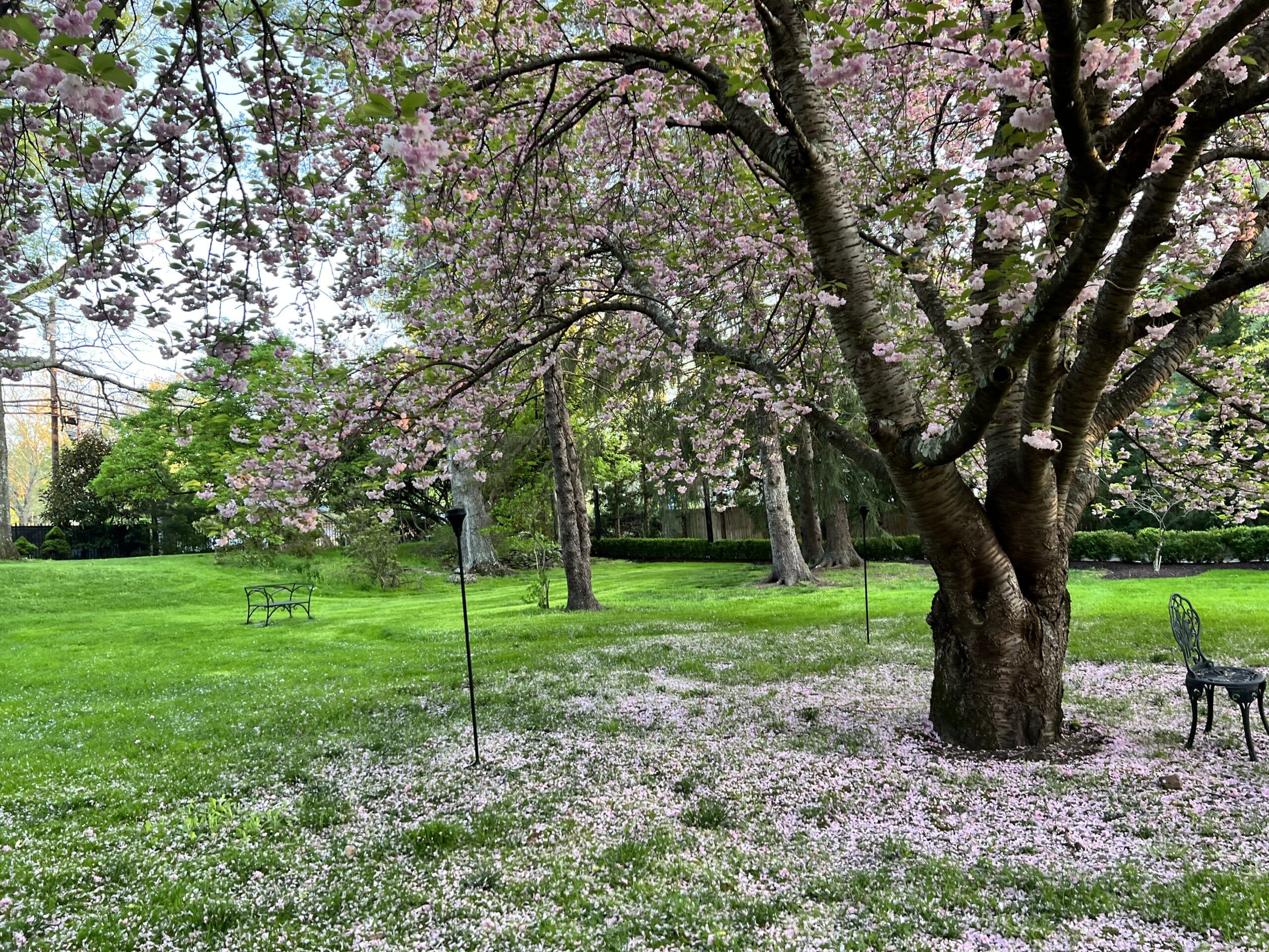 Flowering cherry tree