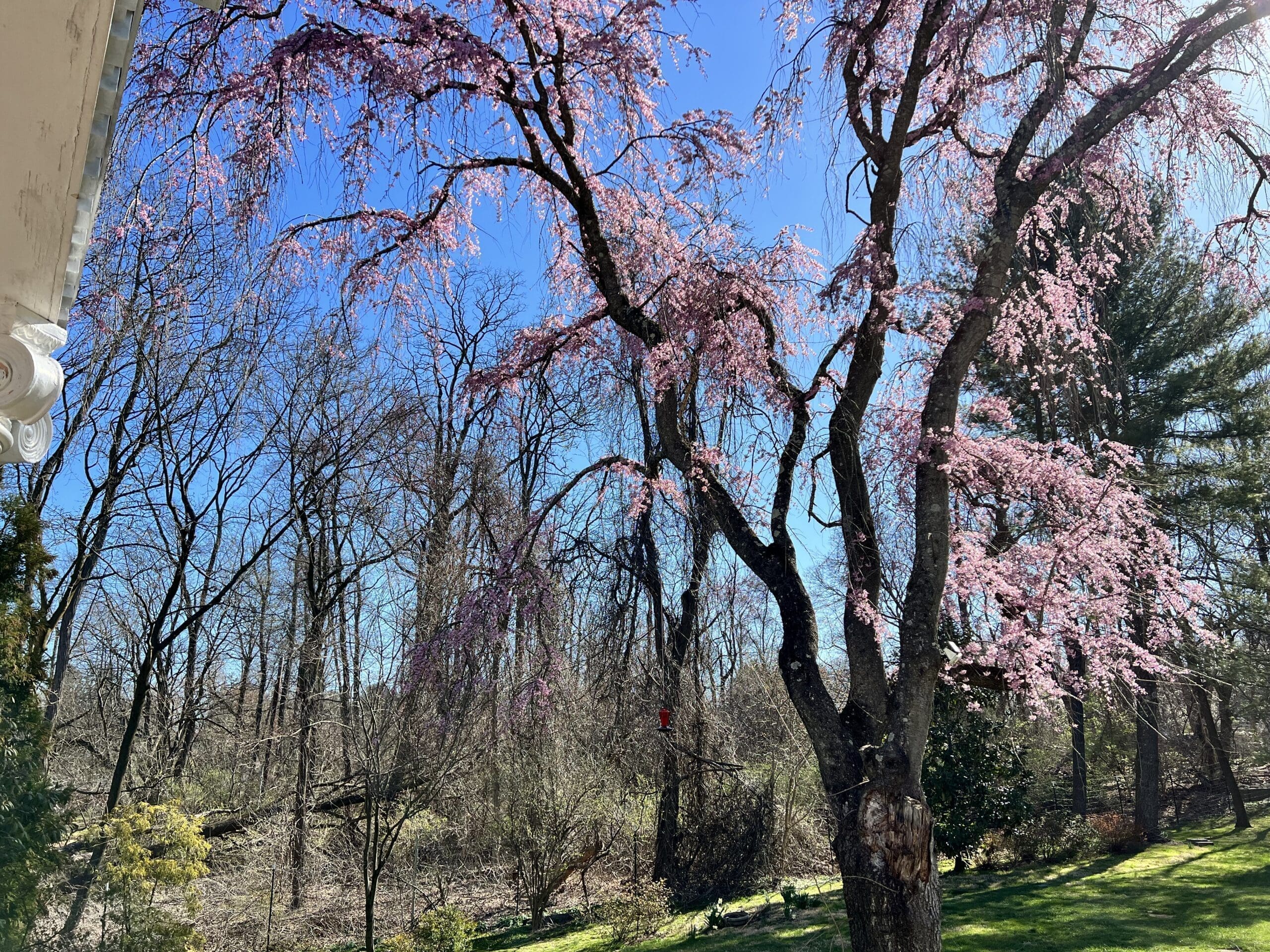 Flowering trees