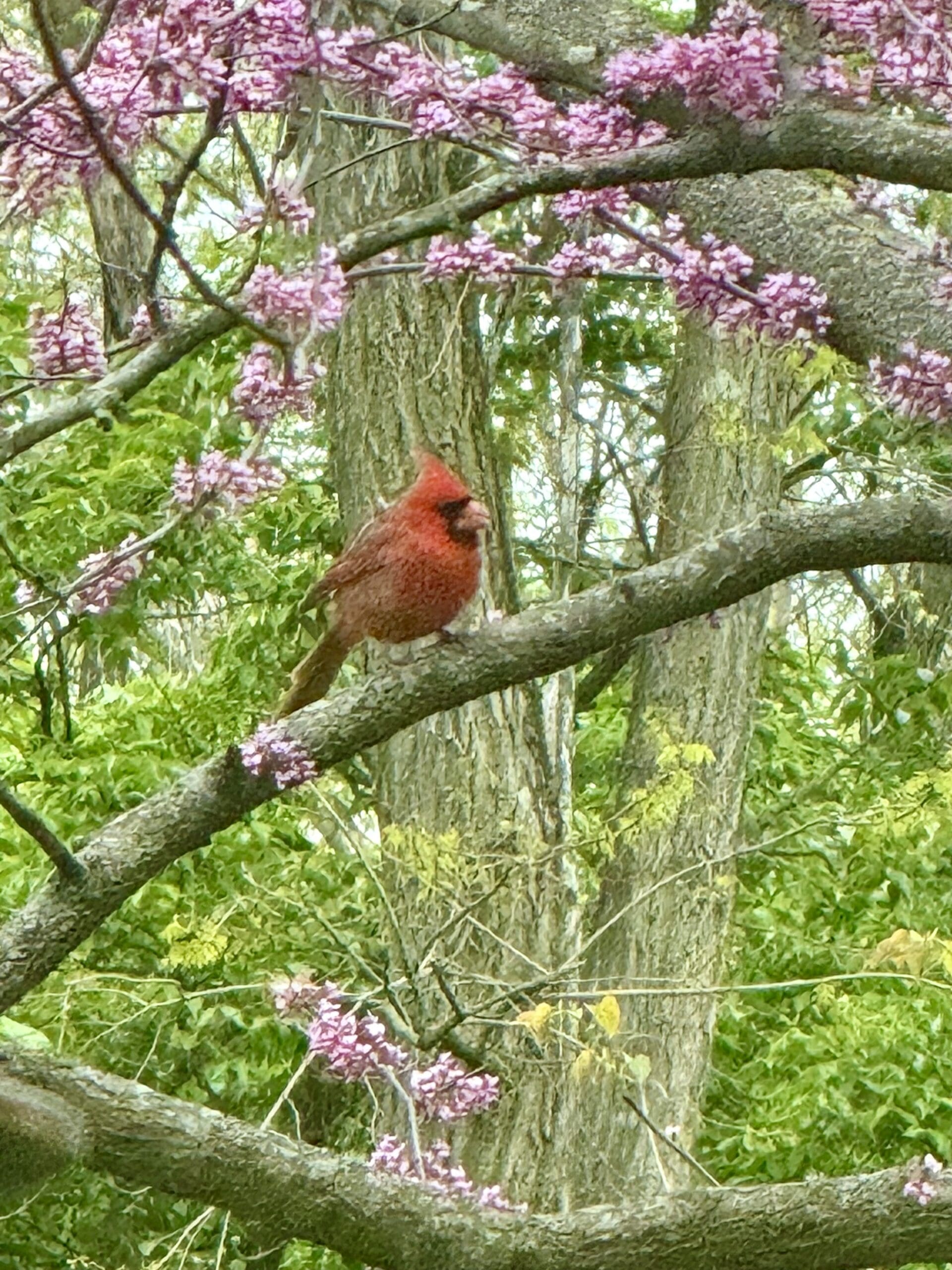 Princeton NJ Bird Species